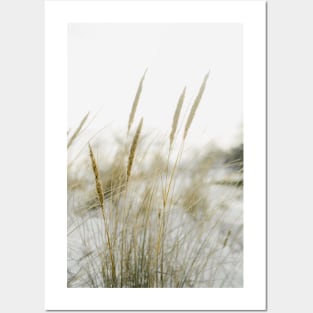 Beach grass in the dunes of the Netherlands Posters and Art